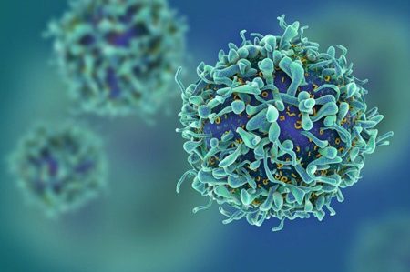 T Cells