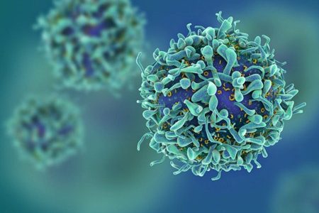 T Cells