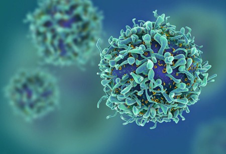 T Cells